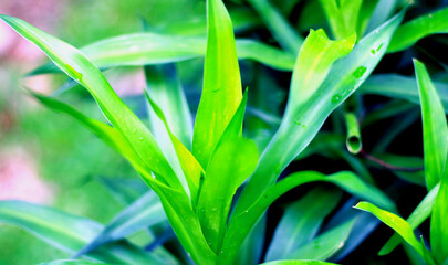 Dracaena angustifolia or suji plant in the garden.