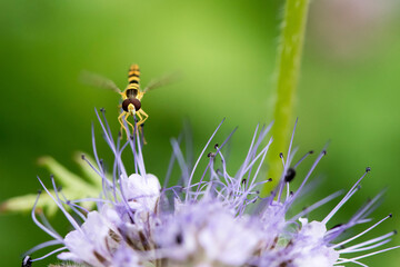 Makroaufnahme einer Schwebfliege an lila Blüte