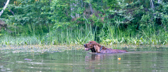 Setter dog swims in the water on nature behind a stick game