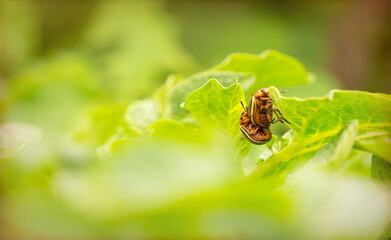Colorado beetles and sunny summer vegetable garden