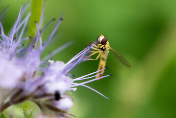 Makroaufnahme einer Schwebfliege an lila Blüte