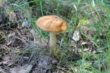 
Boletus mushroom growing in the grass in a forest glade