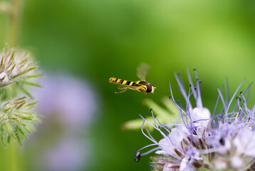 Makroaufnahme einer Schwebfliege an lila Blüte