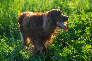 Irish red setter breed dog. walks on grass in grass