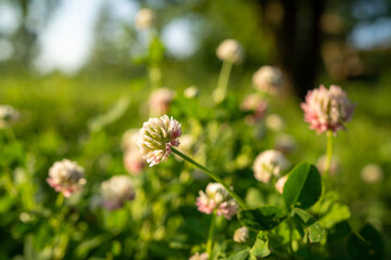 round white-pink flowers in the field macro photo