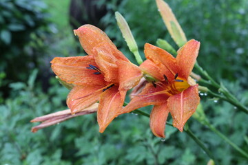 Fototapeta premium Drops of water remained on the delicate lilies petals after a summer rain. 