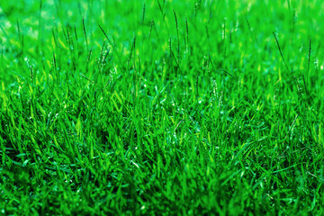 The texture of green grass for the background