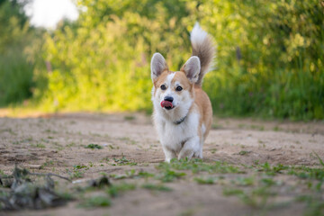 Cute Corgi dog runs along the path in nature and licks its lips