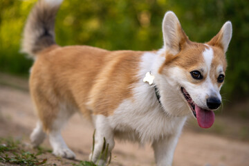 Cute Corgi dog walks in nature