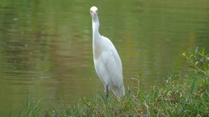 great blue heron ardea alba