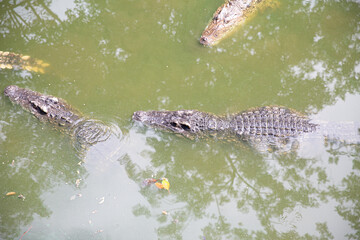 Many crocodiles swimming in the lake of the zoo.