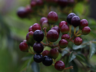 Seeds of Murraya koenigii or curry tree which is  tropical