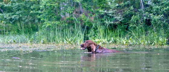 Setter dog swims in the water on nature