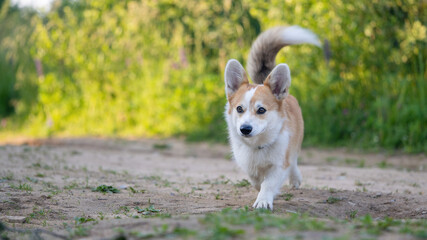 Naklejka na ściany i meble Cute Corgi dog runs along the track in nature