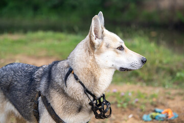 shepherd dog with a muzzle hanging on his neck