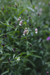 White flowers on a meadow