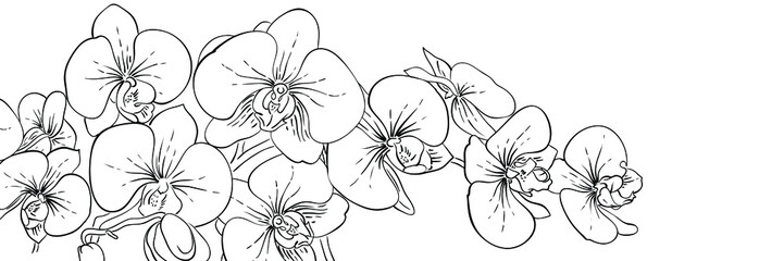 Panoramic ink orchids flowers banner. Line black and white illustration