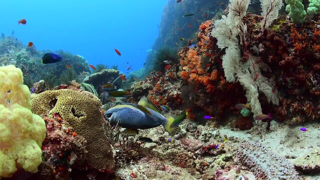 titan trigger fish in reef