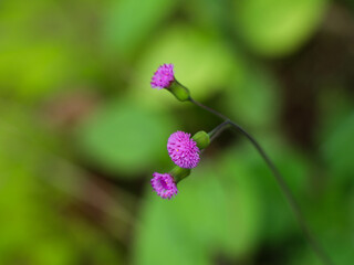 Flower of Emilia sonchifolia, also known as lilac tasselflower or cupid's shaving brush.