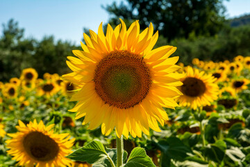 Sunflower field in sunny day
