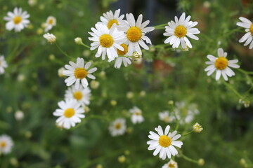 
Modest daisies bloom in the summer in the meadows, fields, gardens