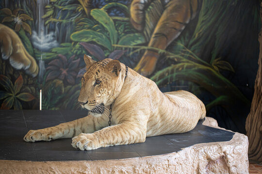 Selective focus portrait of a white tiger resting on stone platform in zoo enclosure, powerful wild animal with striped fur, calm pose, wildlife conservation and nature concept - Powered by Adobe