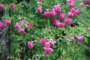 
Small bright pink flowers blooming on a rose bush in a summer garden