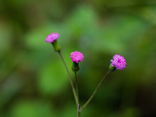 Obraz premium Flower of Emilia sonchifolia, also known as lilac tasselflower or cupid's shaving brush.