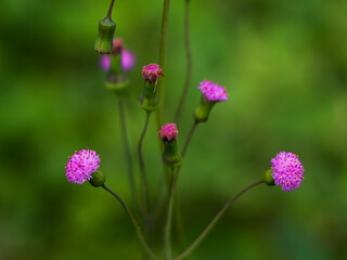 Flower of Emilia sonchifolia, also known as lilac tasselflower or cupid's shaving brush.