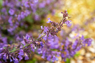 A flower flies (hoverfly) on a  beautiful purple flower of Catnip (Nepeta cataria) in summer garden. Soft focus purple summer sunny background.