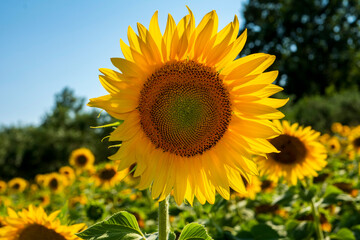 Fototapeta premium Sunflower field in sunny day