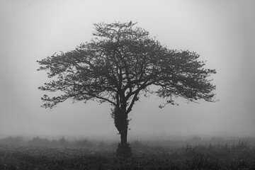 Foggy field landscape with strange shape tree