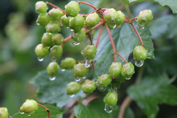 Raindrops hanging on green berries of viburnum