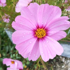 fleur parme  © Annie