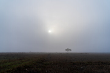 Foggy field landscape with strange shape tree