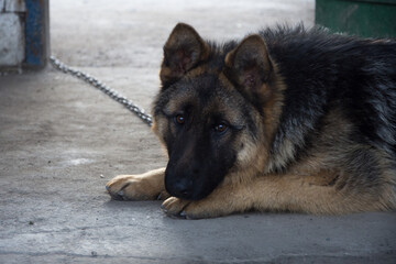 portrait of german shepherd dog