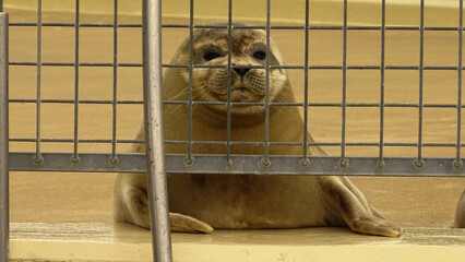 Obraz premium seal in cage