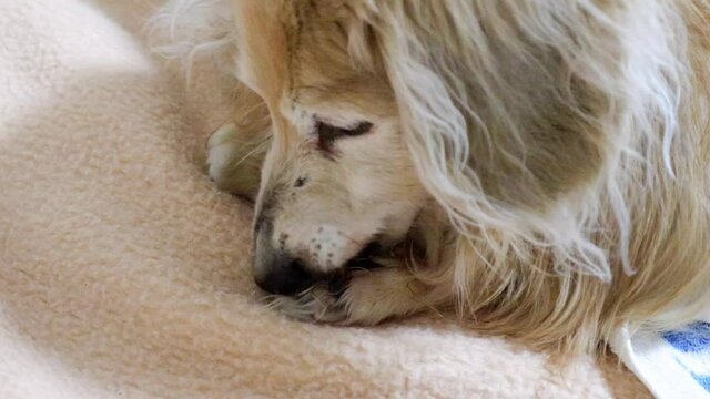 自分の前足を舐めるミニチュアダックスフント