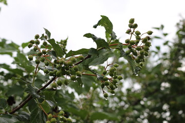 Raindrops hanging on green berries of viburnum