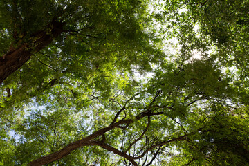 Spreading tree branches Until becoming a large umbrella to protect from sunlight