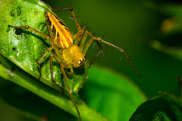 Close up macro view of Lynx spider in green leaf