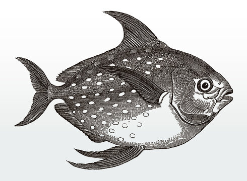Opah, lampris guttatus, a worldwide distributed marine fish in side view