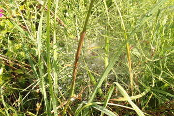 
Raindrops remained on a web that hangs on the grass