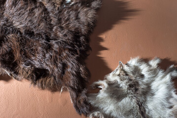 hunting trophy texture animal skin fur on the wall, interior decoration. On the brown wall. Using animal fur to decorate the interior of the wall. Predator Fur