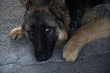 portrait of a german shepherd