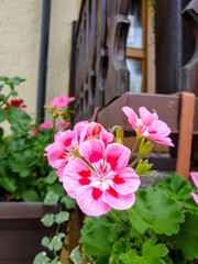 pink flower, rose geranium in Heilbronn in Germany