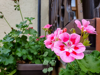 Fototapeta na wymiar pink flower, rose geranium in Heilbronn in Germany