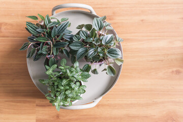 Little potted plants on a platter on a wooden surface, top view