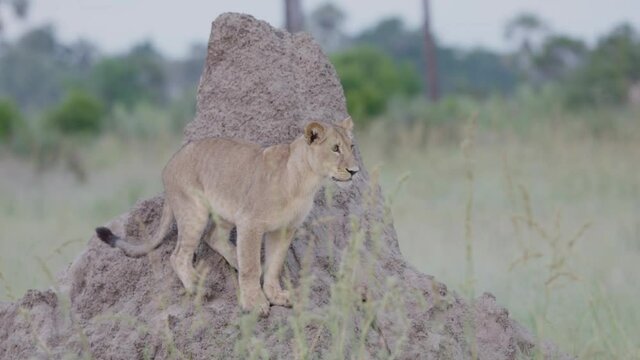 Young lioness standing on an anthill in the Okavango Delta.