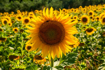 Obraz premium Sunflower field in sunny day